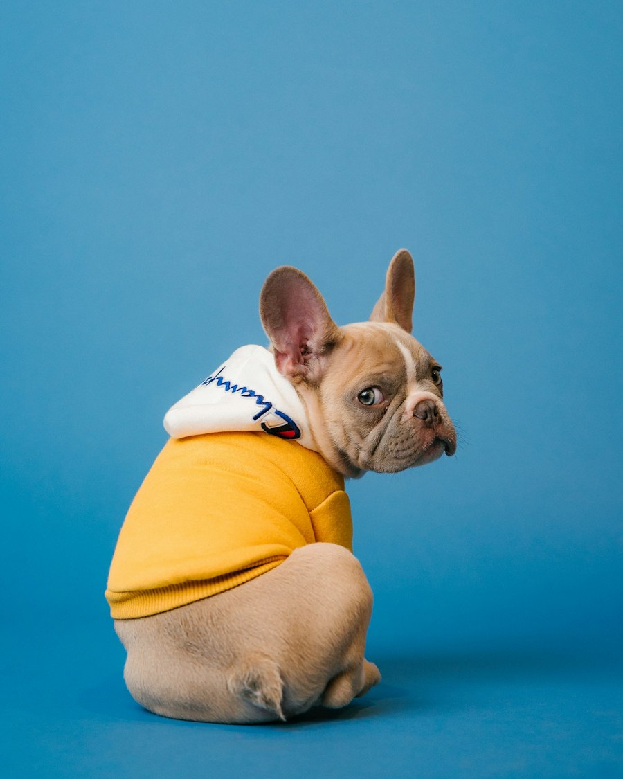 Bulldog francés con buzo amarillo mirando hacia atrás