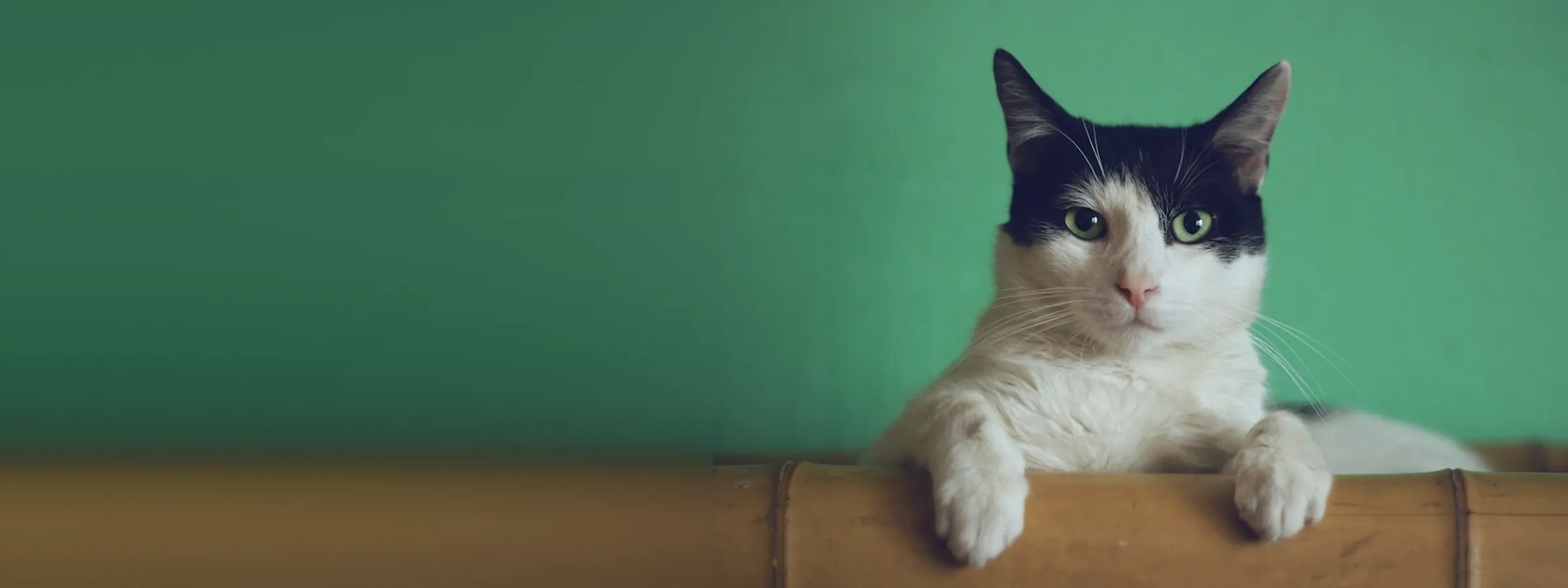 Gato blanco y negro asomado sobre una baranda