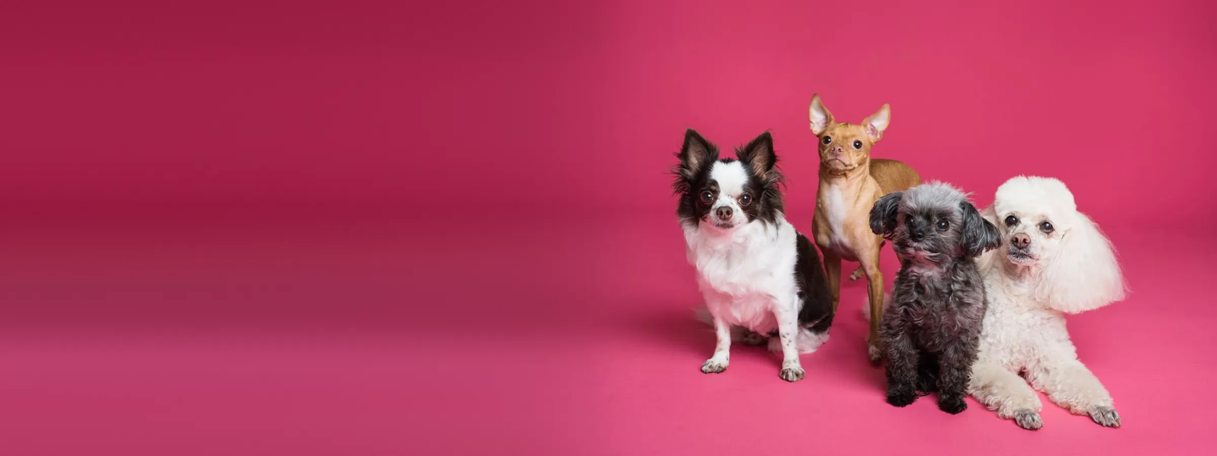 Cuatro perros pequeños posando juntos