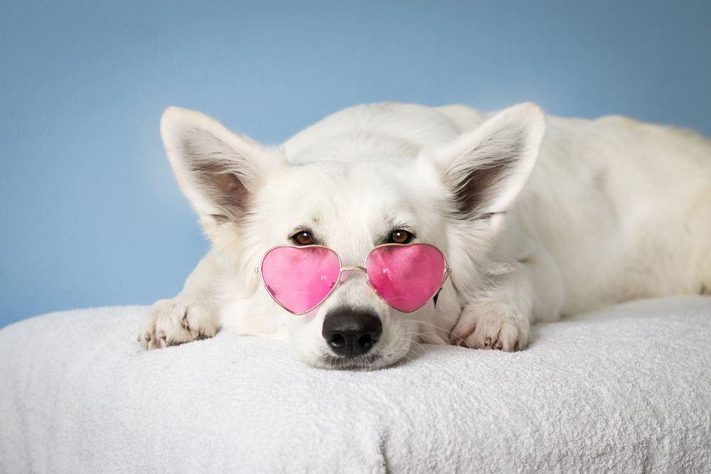 Perro blanco acostado con gafas rosadas en forma de corazón